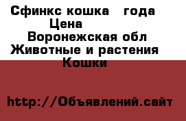 Сфинкс кошка 2 года  › Цена ­ 2 000 - Воронежская обл. Животные и растения » Кошки   